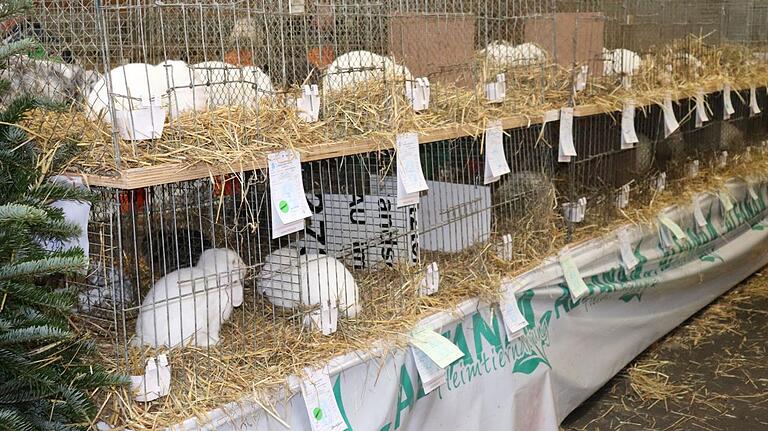 Bei der 25. Landesclubschau bewundern die Besucher 2313 Kaninchen. Bei der 25. Landesclubschau bewundern die Besucher 2313 Kaninchen.