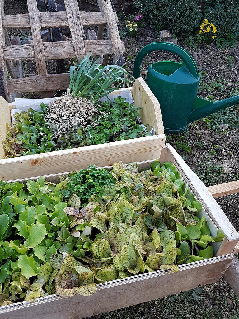 Bereit fürs Beet: junge Pflanzen. Bereit fürs Beet: junge Pflanzen.