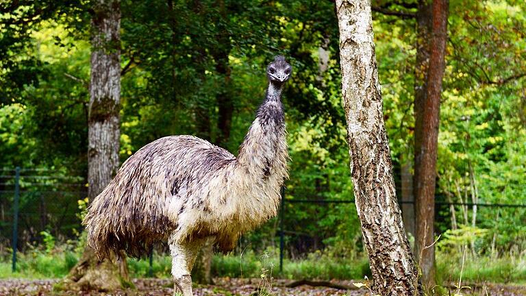 Von oben auf den Besucher herabschauende Emus gibt es auch auf dem Gelände von Jörg Damm im Birkig bei Oberstreu.