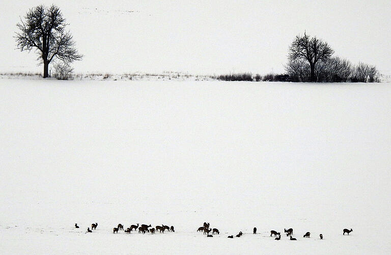 Rehe auf Futtersuche auf einem Feld in der Nähe des Reichelshofs