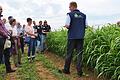 Interessierte Landwirte, Fachleute und Politiker wie der Grünen-Landtagsabgeordnete Patrick Friedl aus Würzburg kamen zum Forum 'Landwirtschaft im Dialog'. Die Perlhirse (rechts) könnte in Bayern auch eine Pflanze der Zukunft werden.