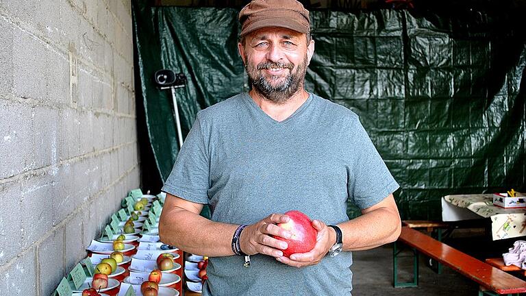 58 Obstsorten hat der Obst- und Gartenbauverein auf seinem Streuobstfest ausgestellt, hier präsentiert Vorsitzender Ralf Klein seine Lieblings-Apfelsorte „Jakob Fischer”. 58 Obstsorten hat der Obst- und Gartenbauverein auf seinem Streuobstfest ausgestellt, hier präsentiert Vorsitzender Ralf Klein seine Lieblings-Apfelsorte „Jakob Fischer”.