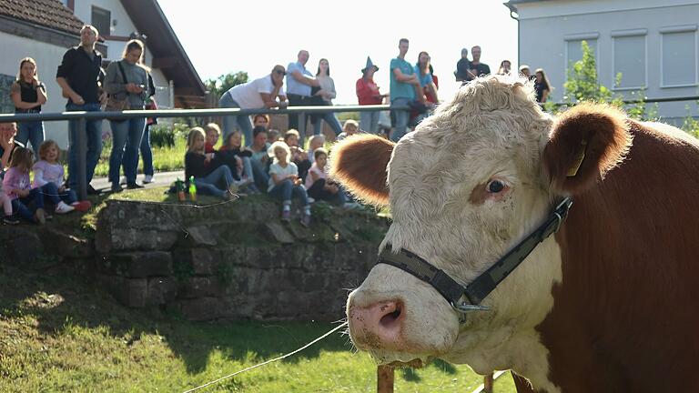 Ochse Henri beim Wombacher Bullenschiss.