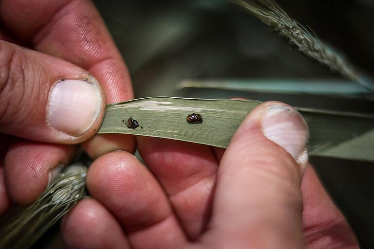 Auf frischer Tat ertappt: ein Getreidehähnchen im Winterweizen, zudem die Fressspuren.