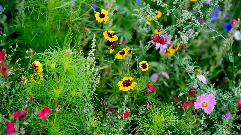 Wildblumenwiese.jpeg       -  Schädlinge im Garten können lästig sein. Aber darf man sie mit Gift bekämpfen?