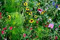 Wildblumenwiese.jpeg       -  Schädlinge im Garten können lästig sein. Aber darf man sie mit Gift bekämpfen?