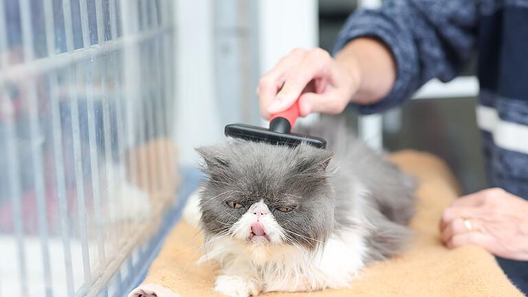 Katzenstreichler im Tierheim - Neben Streicheleinheiten kümmern sich die Ehrenamtlichen zum Teil auch mit um die Pflege der Katzen. Katzenstreichler im Tierheim - Neben Streicheleinheiten kümmern sich die Ehrenamtlichen zum Teil auch mit um die Pflege der Katzen.