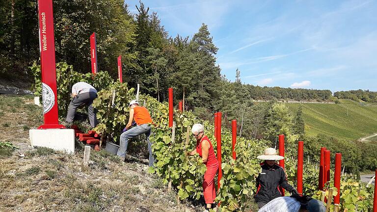 Nachlese zur Lese in Ramsthal. Der Weinberg hat eine besondere Bedeutung im Zusammenhang mit dem Terroir f - Punkt. Andreas Lomb       -  Nachlese zur Lese in Ramsthal. Der Weinberg hat eine besondere Bedeutung im Zusammenhang mit dem Terroir f - Punkt. Andreas Lomb