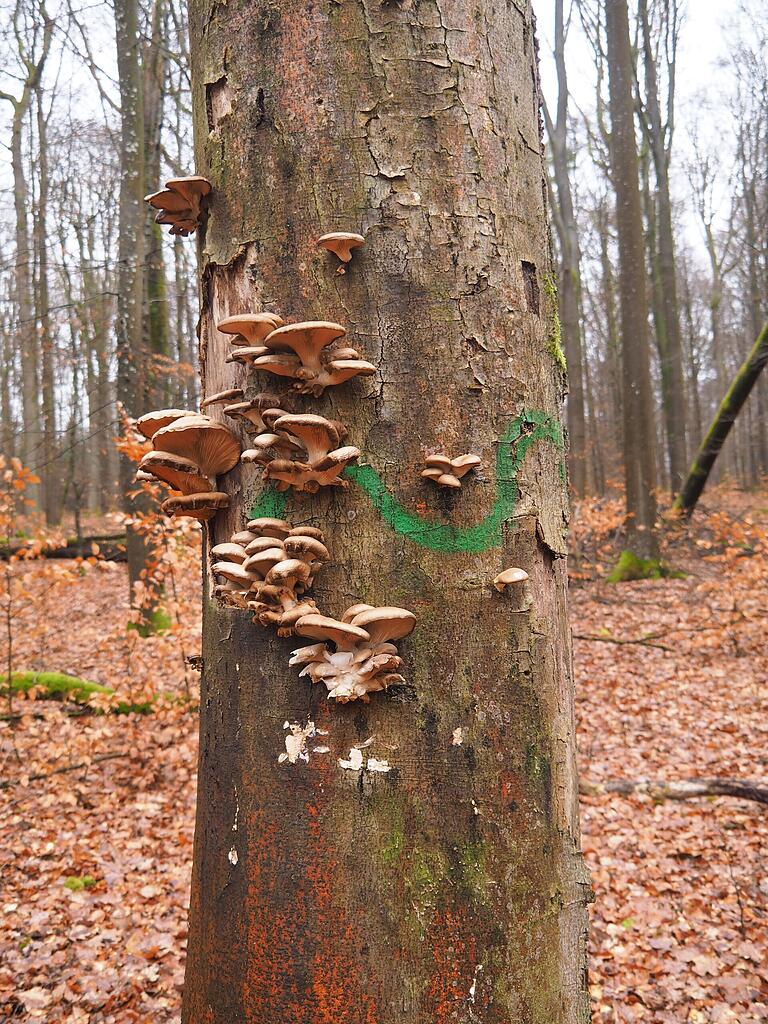 Dieser sterbende Baum im Sailershäuser Schulungswald ist ein wertvoller Habitatbaum. Er dient zahlreichen Pilzen, Flechten, Moosen und Käfern als Lebensraum. Gut sichtbar ist in diesem Bild der Austernpilz.