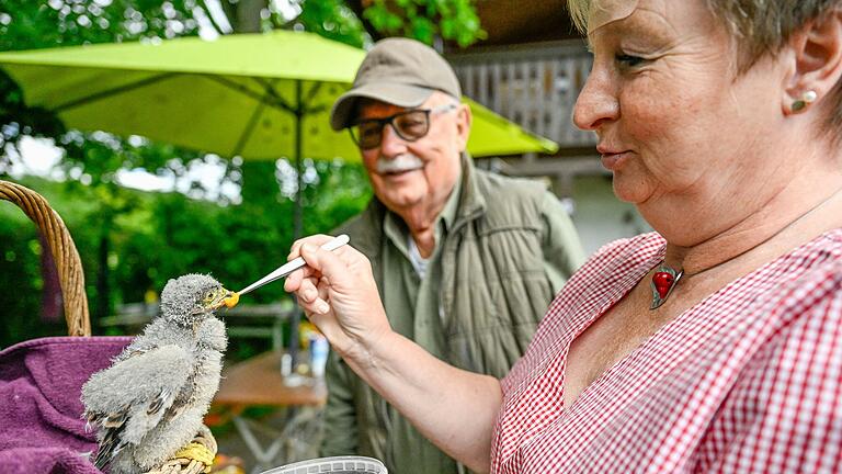 Der kleine Turmfalke wird von Christine Kant mit der Pinzette gefüttert. Gemeinsam mit Alfons Kant betreibt sie die Greifvogelauffangstation in Würzburg.