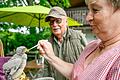 Der kleine Turmfalke wird von Christine Kant mit der Pinzette gefüttert. Gemeinsam mit Alfons Kant betreibt sie die Greifvogelauffangstation in Würzburg.