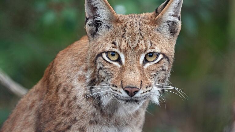 Luchs.jpeg       -  Die Luchs-Verbreitung in Bayern hat in den vergangenen Jahren zugenommen.