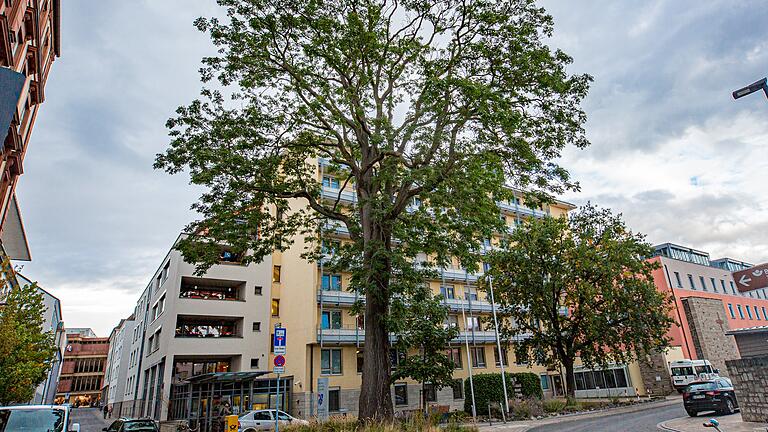 Der eindrucksvolle Götterbaum vor dem Seniorenstift in der Klinikstraße. Der eindrucksvolle Götterbaum vor dem Seniorenstift in der Klinikstraße.