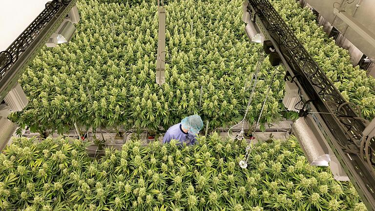 Ähnlich wie im Blüteraum des Pharmaunternehmens 'Demecan' in Sachsen könnte Cannabis bald deutschlandweit in gemeinschaftlichen Anbauvereinigungen, sogenannten Cannabis Social Clubs, wachsen (Symbolbild).