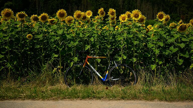 Sonnenblumen säumen den Radweg im Maintal zwischen Bettingen und Homburg.