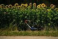 Sonnenblumen säumen den Radweg im Maintal zwischen Bettingen und Homburg.