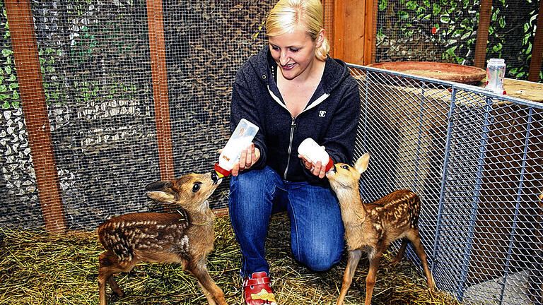 Eingespieltes Trio: Tierarzthelferin Manuela Lommel gibt den beiden Rehkitzen &bdquo;Bambi&ldquo; und &bdquo;Klopfer&ldquo; mit der Babyflasche ihre Ziegenmilch.