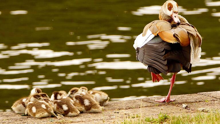 Die Nilgans gehört zu der invasiven Tierart, gegen die besonders vorgegangen werden soll.&nbsp; Foto: Roland Schönmüller