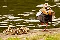 Die Nilgans gehört zu der invasiven Tierart, gegen die besonders vorgegangen werden soll.&nbsp; Foto: Roland Schönmüller