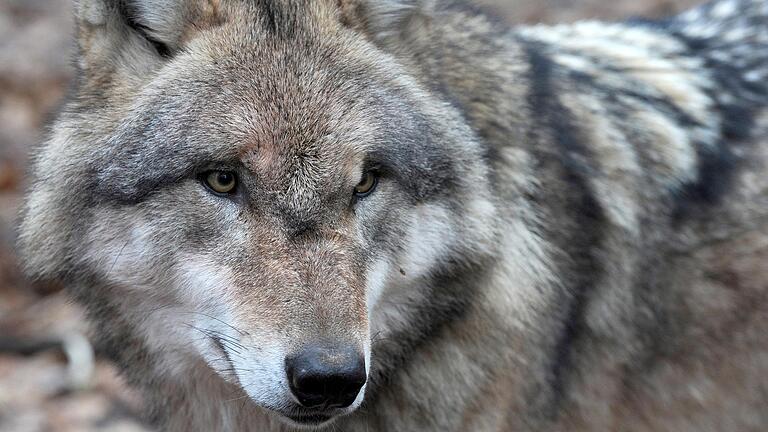 Immer wieder streifen Wölfe durch Bayern. Dieses Bild stammt allerdings aus dem Wolfcenter von Dörverden (Niedersachsen).