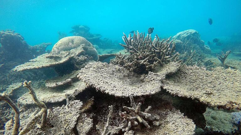 Korallenbleiche       -  Das Great Barrier Reef war zuletzt 2016, 2017, 2020, 2022 und 2024 von Korallenbleichen betroffen. (Archivbild)