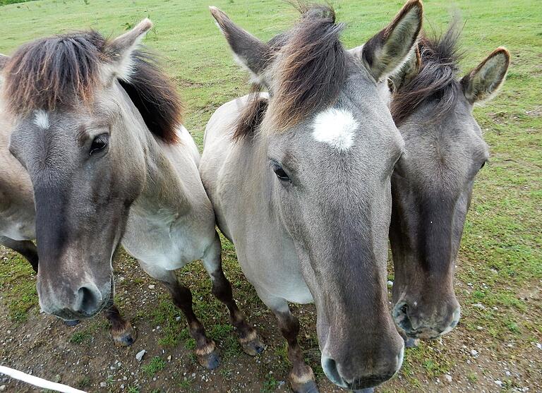 Das Konik ist eine Ponyrasse aus dem mittel- und osteuropäischen Raum und wird oft bei der Landschaftspflege eingesetzt. Auf dem Brönnhof verhindern die Tiere eine Verbuschung der Landschaft. Das Konik ist eine Ponyrasse aus dem mittel- und osteuropäischen Raum und wird oft bei der Landschaftspflege eingesetzt. Auf dem Brönnhof verhindern die Tiere eine Verbuschung der Landschaft.