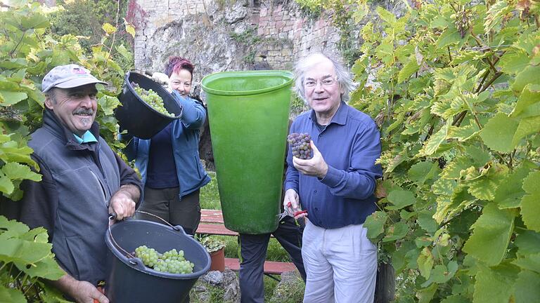 Michael Günther (rechts) hatte gut lachen, als er in seinem Schlossweinberg beim Träubel-Schneiden mit von der Partie war. Alfred Blank (links) kelterte den 'alten fränkischen Satz' in seinem Weingut in der Homburger Maintalstraße.