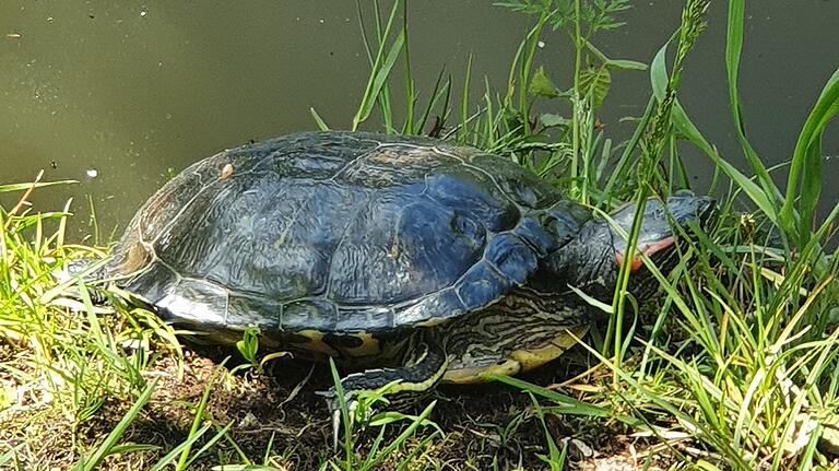 Auch im Birkensee auf dem Schwanberg lebt mindestens eine Wasserschildkröte.&nbsp;