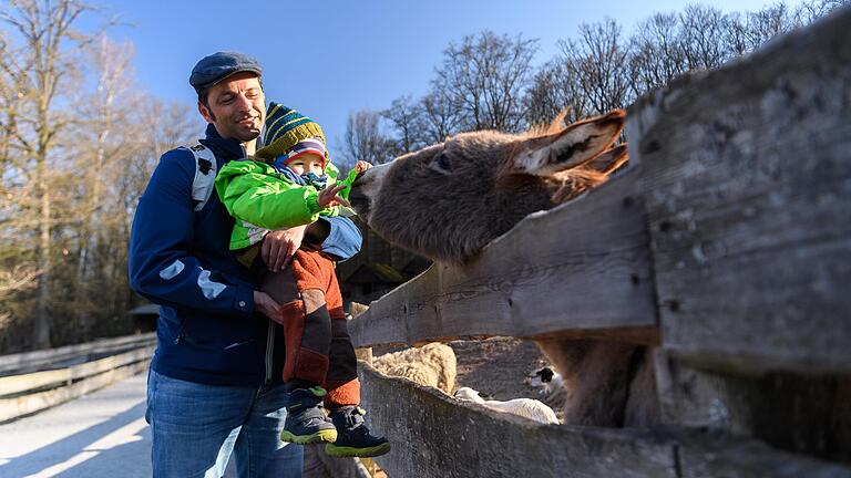 Die Esel sind besonders beliebt bei den kleinen und großen Besuchern des Wildparks Klaushof. Die Esel sind besonders beliebt bei den kleinen und großen Besuchern des Wildparks Klaushof.