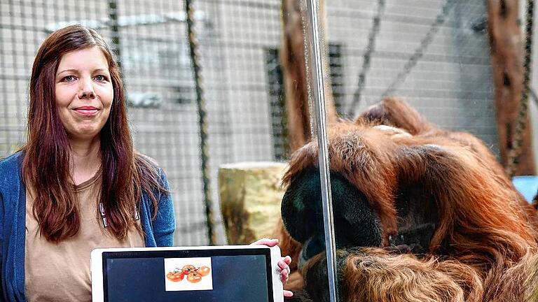 Verhaltensforscherin Vanessa Schmitt       -  Verhaltensforscherin Vanessa Schmitt hält in Heidelberg (Baden-Württemberg) im Affenhaus des Zoos vor einem Gehege mit Orang-Utans einen Tabletcomputer in den Händen, auf dem Bilder von Tomaten und einer Transportkiste zu sehen sind. Die Biologin erforscht das Denken und Verhalten von Tieren.