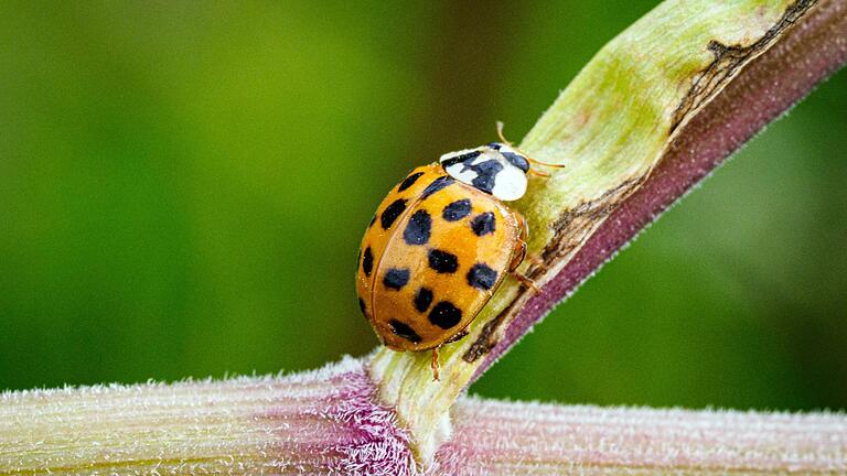 Marienkäfer.jpeg       -  Insekten wie der Marienkäfer scheinen keinen Schmerz zu spüren. Kann das sein?