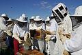 Das Projekt ERASMUS+ in Katalonien betreibt eine eigene Imkerei, in der die Schüler viel über die Bedeutung der Bienen lernten.