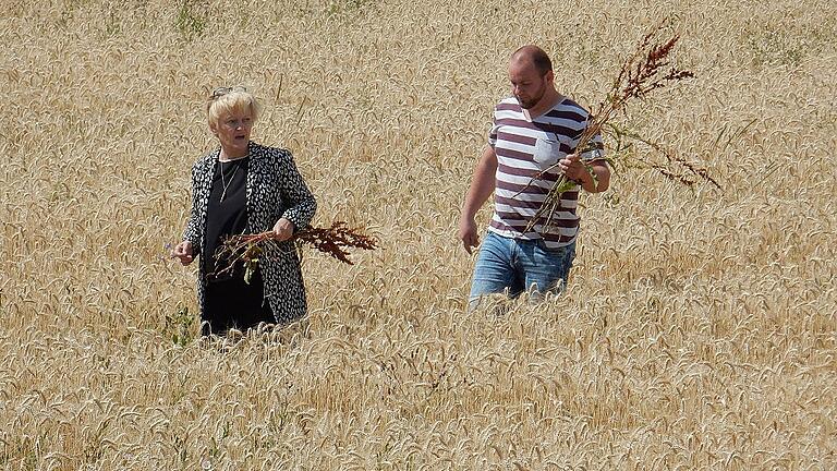 Renate Künast und Landwirt Benedikt Karg holten den Sauerampfer aus dem Weizenfeld. Renate Künast und Landwirt Benedikt Karg holten den Sauerampfer aus dem Weizenfeld.