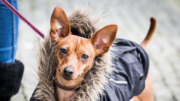 Pinscher im Pelzmantel       -  Für Vierbeiner mit kürzerem Fell kann ein Hundemantel sinnvoll sein.