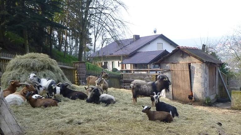 Für diese Ziegen und ein Schaf hat das Landratsamt einen neuen Besitzer gesucht. Für diese Ziegen und ein Schaf hat das Landratsamt einen neuen Besitzer gesucht.
