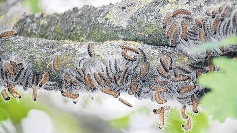 Echte &bdquo;Brennpunkte&ldquo; bescherten die Raupen des Eichenprozessionsspinners den Menschen im Landkreis Kitzingen, deren Haut in Kontakt mit den Härchen kamen &ndash; wie beispielsweise 600 Soldaten in der Volkacher Mainfranken-Kaserne.