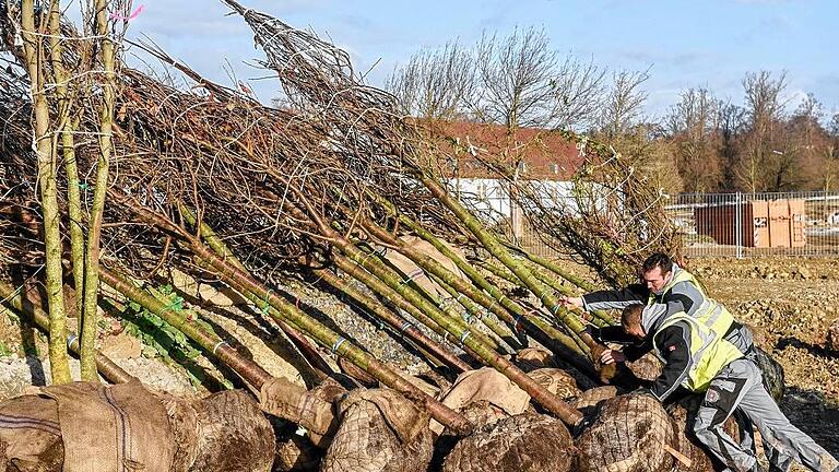 Vorboten der LGS 2018: Für das Gartenschau-Gelände wurden am Mittwoch die ersten 57 Bäume angeliefert &ndash; darunter Ahornsorten, Blumenesche, Hopfenbuche, Vogelkirsche, ungarische Eiche und Kaiserlinde.