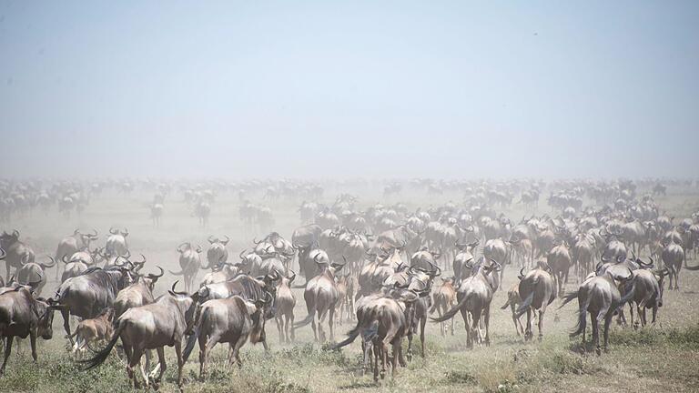 Naturschutzgebiet Afrika - Serengeti       -  Auf der Suche nach Nahrung wandern Gnus Tausende Kilometer weit. (Archivfoto)