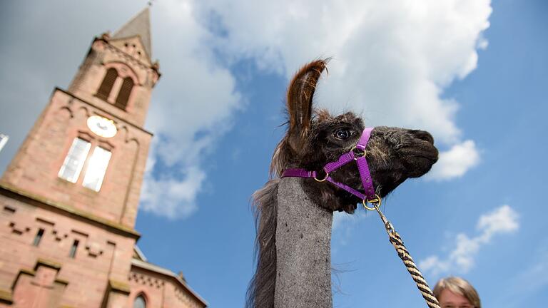 Pfarrerin mit Lamas und Alpakas im Auftrag des Herrn unterwegs       -  Lamas und Alpkas sind sehr sensible Tiere (Archivbild)