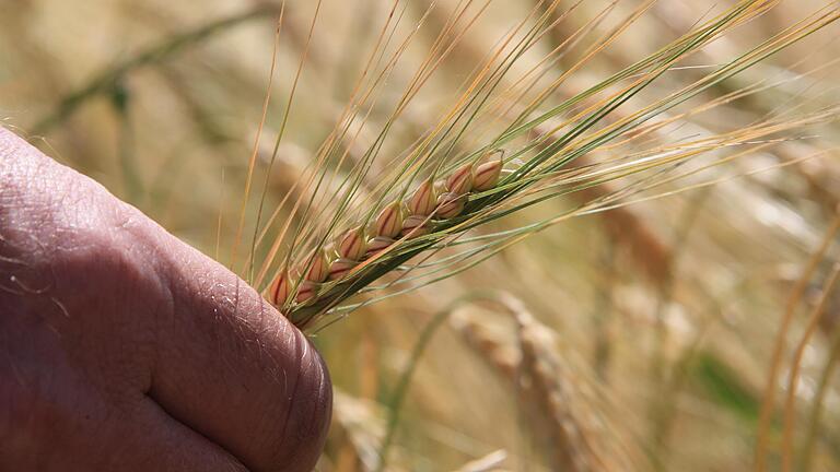 Diese Wintergerste ist noch nicht ganz ausgereift. Die Körner sind noch zu mehlig. An anderen Standorten könnte die Ernte aber in wenigen Tagen starten.