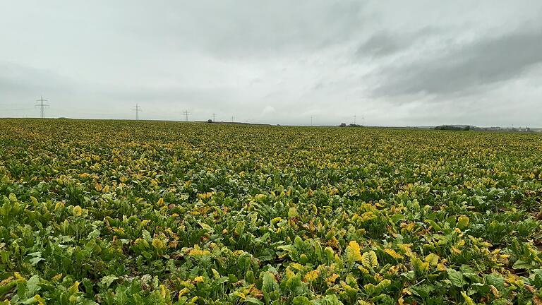 Ein Feld mit Zuckerrüben, die deutlich sichtbar vom Vergilbungsvirus befallen sind. Foto: Zellner/LfL       -  Ein Feld mit Zuckerrüben, die deutlich sichtbar vom Vergilbungsvirus befallen sind. Foto: Zellner/LfL