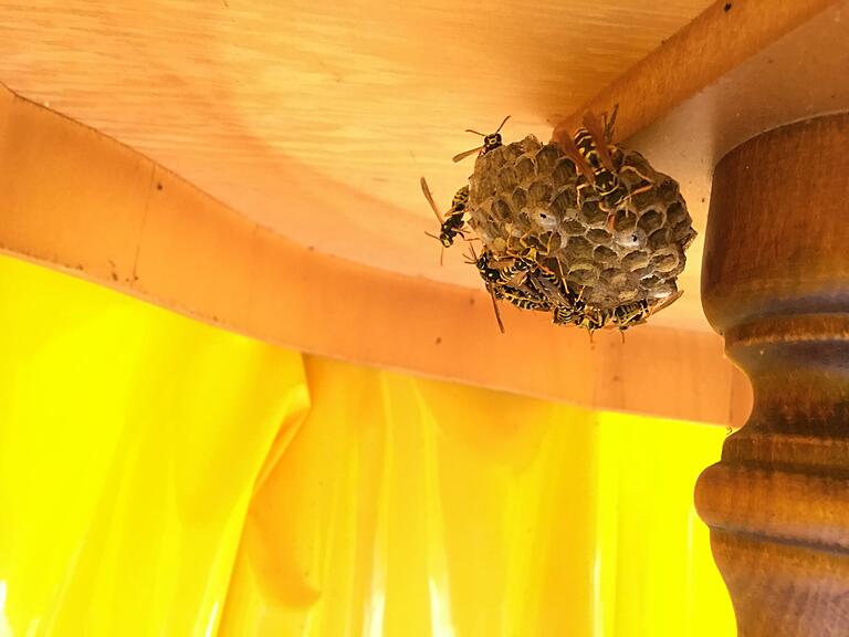 Sogar unter ihrem Balkontisch findet sich ein Wespennest. Lößel stört das nicht, im Gegenteil: Sie freut sich über jedes neues Zuhause der Insekten.