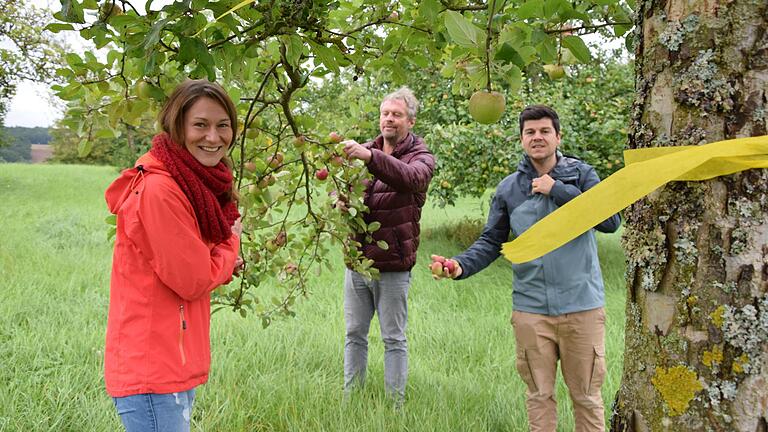 Ernten erlaubt! Gelbe Bänder markieren die zum Ernten freigegebenen Obstbäume. Gute Laune herrscht daher bei den Initiatoren Nina Streng, Philipp Lurz von den Gemeindeallianzen Main & Haßberge und Hofheimer Allianz und Kreisfachberater Guntram Ulsamer. Ernten erlaubt! Gelbe Bänder markieren die zum Ernten freigegebenen Obstbäume. Gute Laune herrscht daher bei den Initiatoren Nina Streng, Philipp Lurz von den Gemeindeallianzen Main & Haßberge und Hofheimer Allianz und Kreisfachberater Guntram Ulsamer.