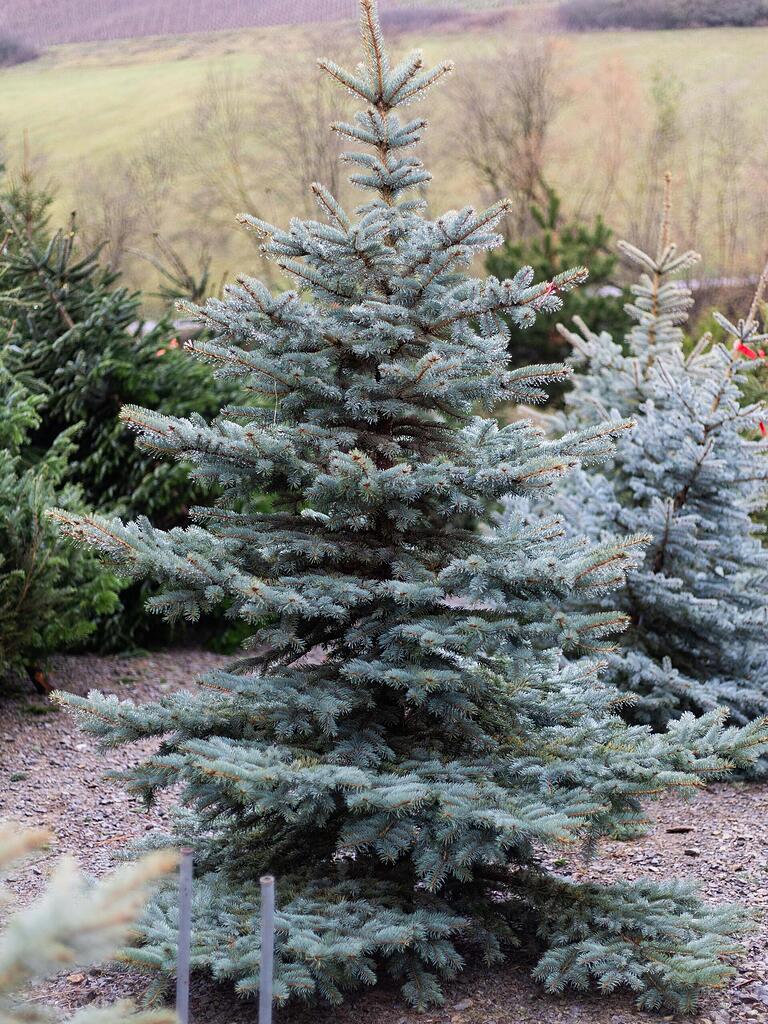 O Tannenbaum in der Region Würzburg: Welcher ist der schönste Weihnachtsbaum für Ihr Wohnzimmer? O Tannenbaum in der Region Würzburg: Welcher ist der schönste Weihnachtsbaum für Ihr Wohnzimmer?
