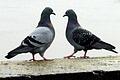 Zwei Tauben auf der Alten Mainbrücke in Kitzingen. Früher waren es geschätzt 2000 Vögel im Stadtgebiet, heute hat man die Population im Griff.