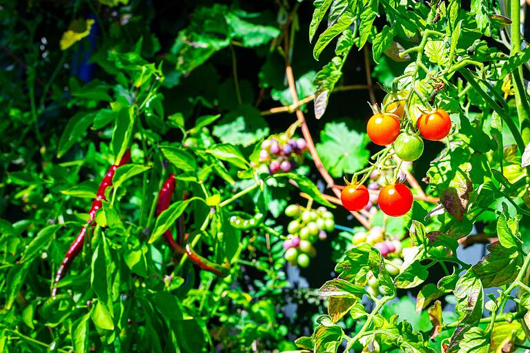 Am Rand der Parzelle von Evi und Dieter Heining wachsen Tomaten, Chilis und Weintrauben.