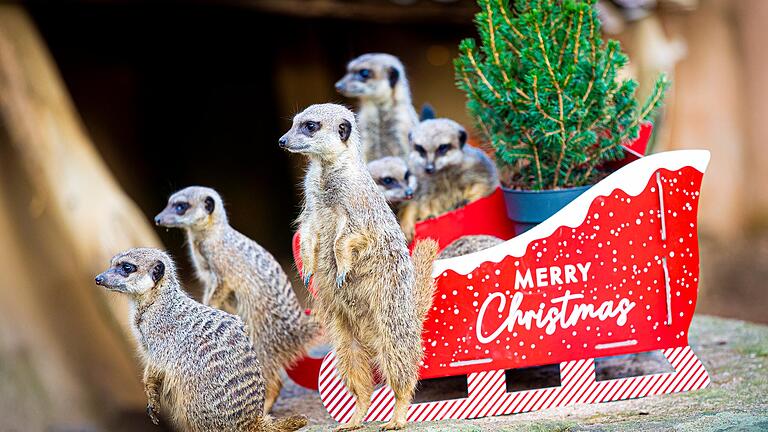 Erdmännchen sind dem Rhönkauz lieber als Erdgas. Wenn es um Weihnachten geht, dann will auch er mit hoffnungsvollen Augen in die Zukunft blicken.&nbsp;