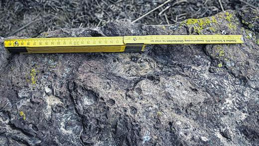 Spuren aus dem Trias: Diese Versteinerungen im Buntsandstein sind vor 250 Millionen Jahren entstanden. Spuren aus dem Trias: Diese Versteinerungen im Buntsandstein sind vor 250 Millionen Jahren entstanden.