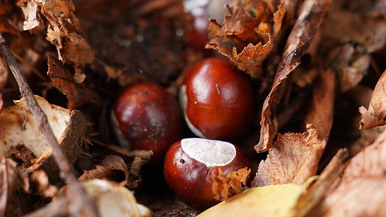 Was ist eigentlich so toll am Herbst?       -  Sie liegen derzeit überall: Kastanien. (Archivbild)