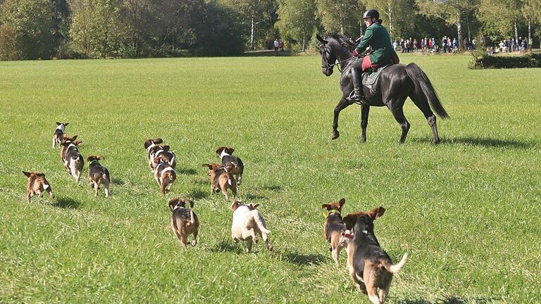 Die Beaglemeute beim Einritt bei Ipthausen.